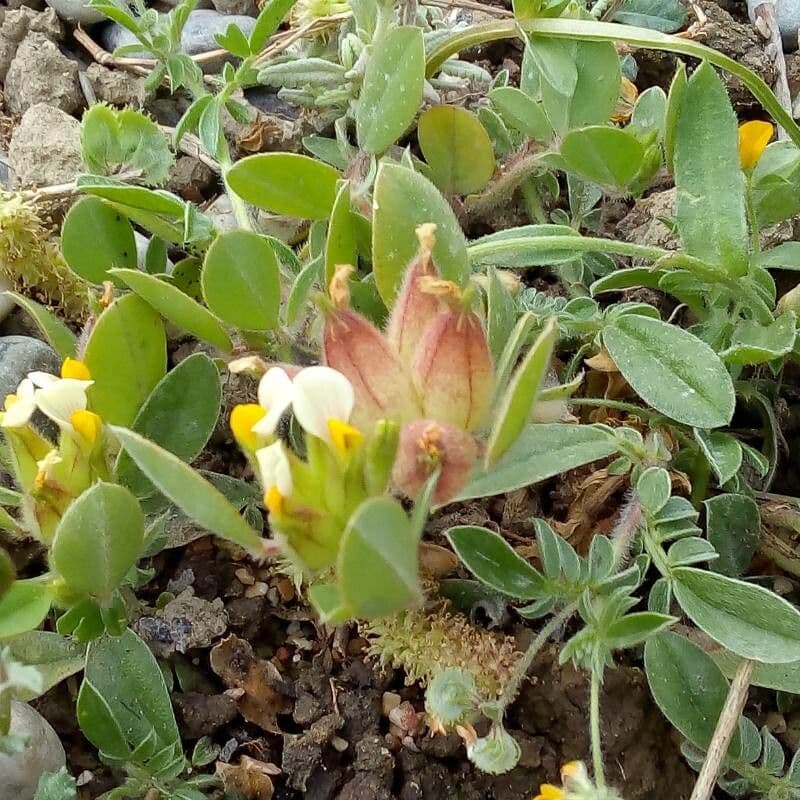 Bladder vetch plant with yellow flower clusters