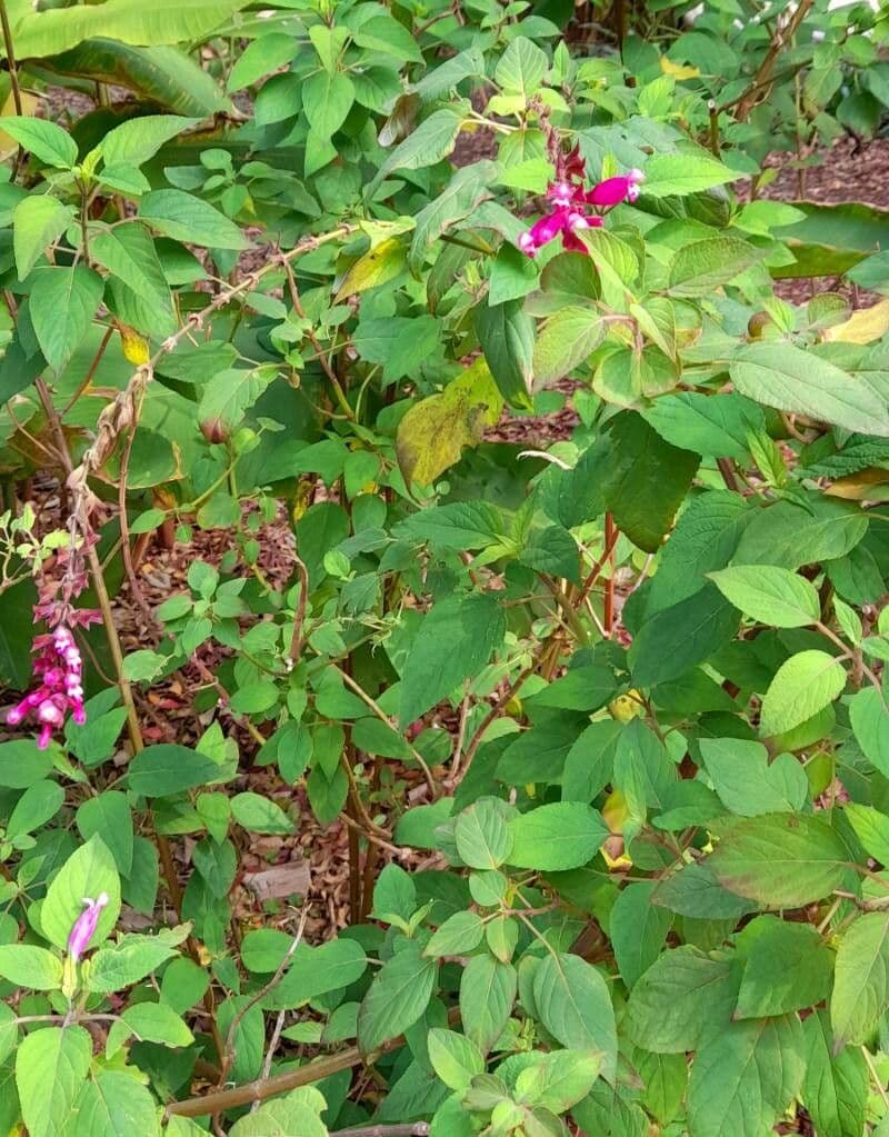 Salvia involucrata avec fleurs roses frappantes
