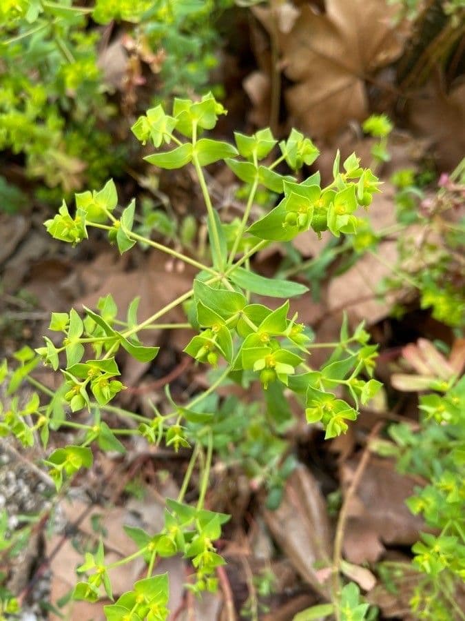 Turijnse Wolfsmilk met geel-groene cyathia en grijs-groen blad