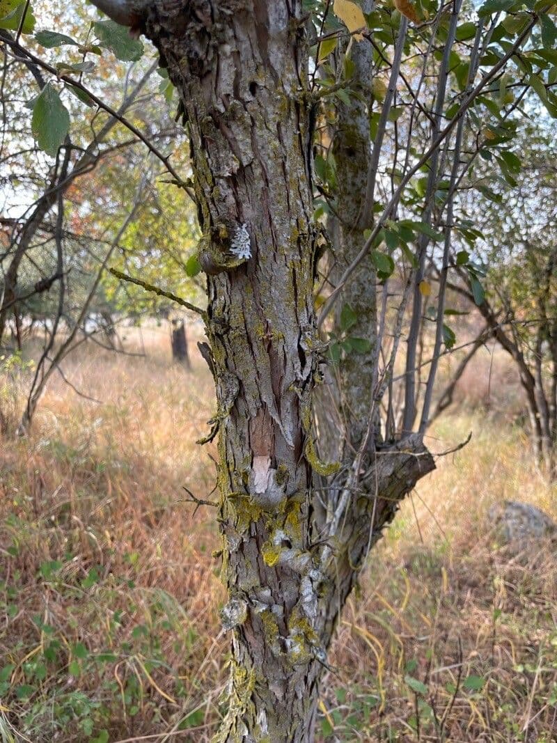 Weiß blühende Äste von Crataegus douglasii