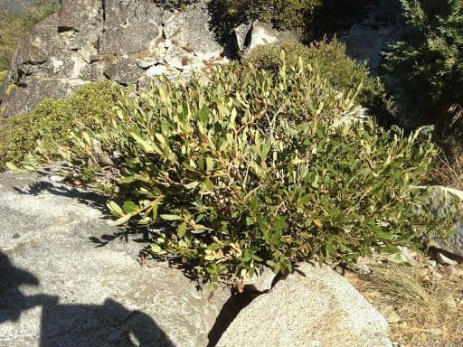 Ceanothus velutinus Strauch mit dichten weißen Blütenrispen