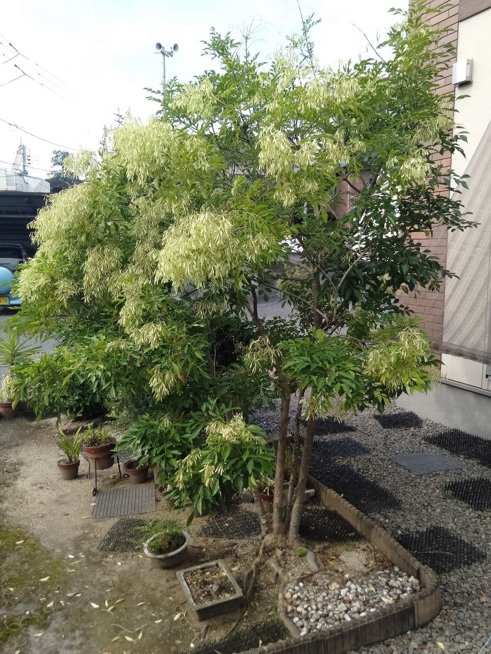 Fraxinus griffithii mit gefiederten Blattern