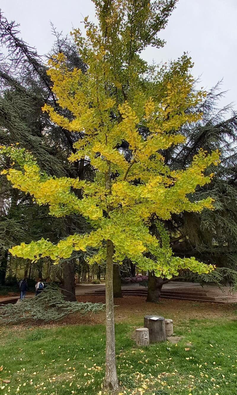 Mature Ginkgo biloba in full autumn yellow against a clear blue sky