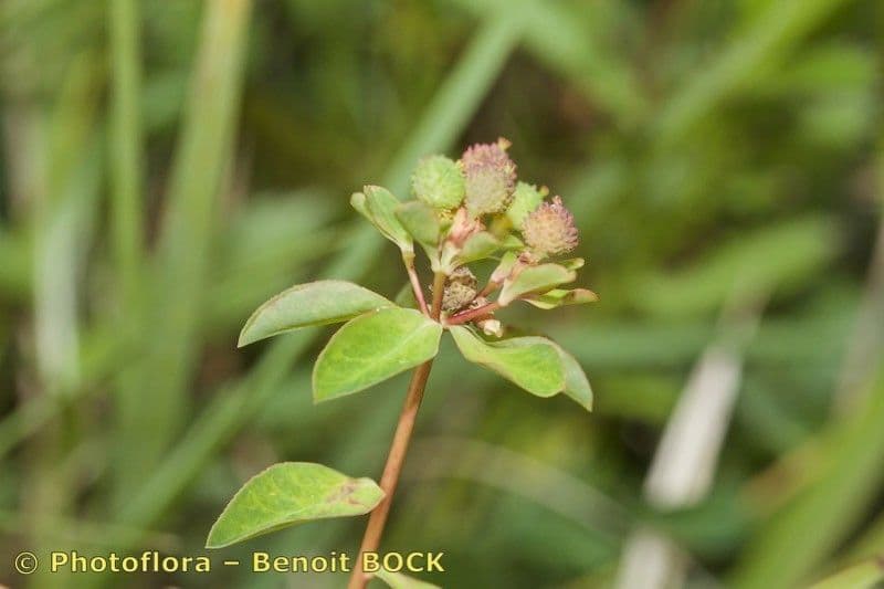 Angled Spurge with yellow flowers and angular stems