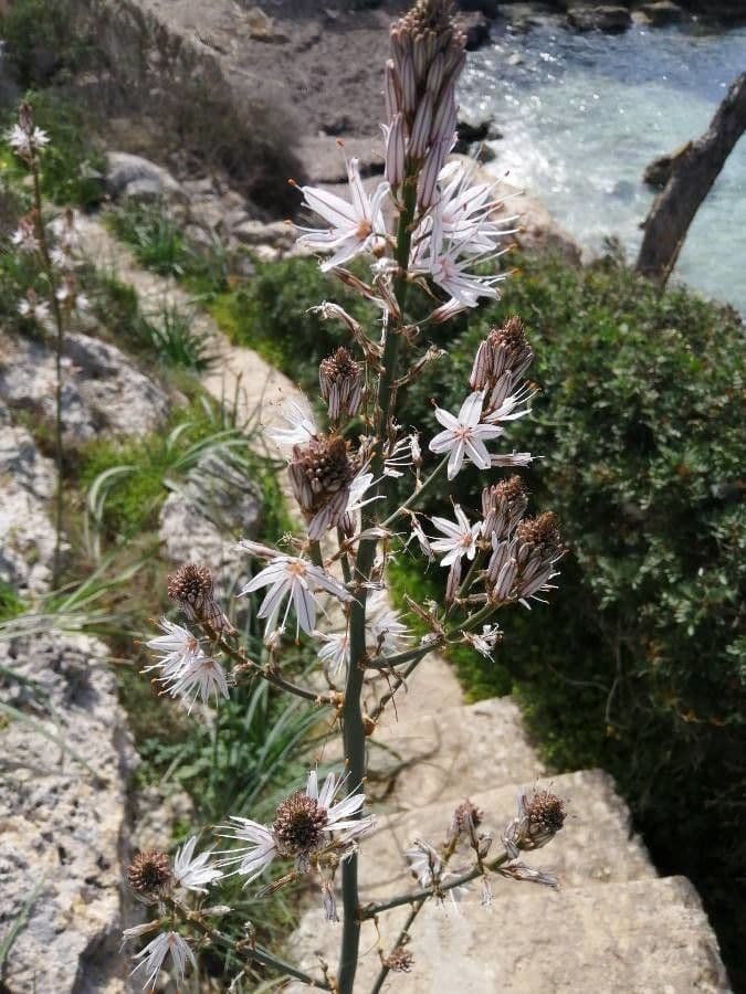 Fleurs blanches de l'asphodèle ramifiée Asphodelus ramosus