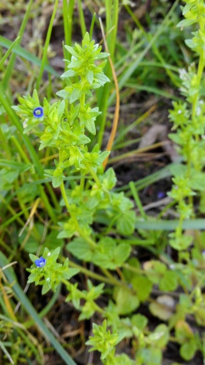 Veronica arvensis avec fleurs bleu delicates