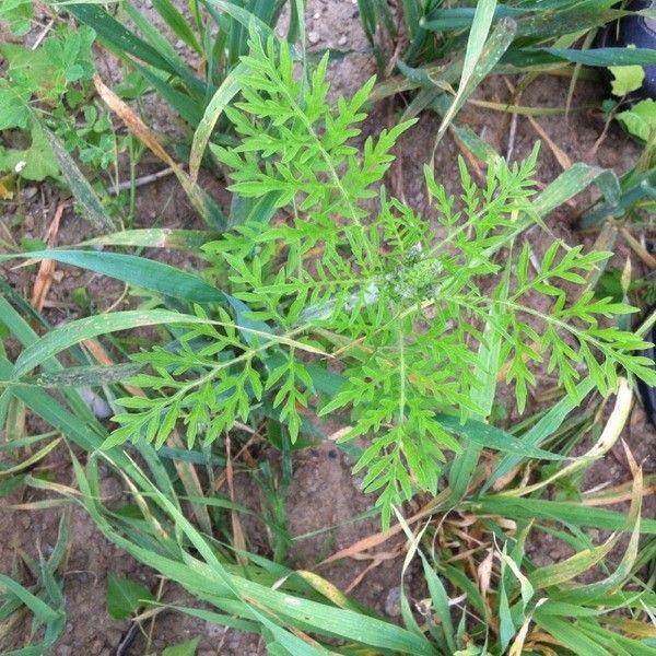 Beifußambrosie-Pflanze in einem verwilderten Garten mit fein geteilten Blättern und unscheinbaren Blüten