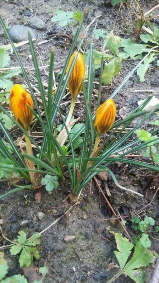 Silberlack-Krokus (Crocus versicolor) mit charakteristischen weiß-blauen gestreiften Blütenkronen im Frühjahr