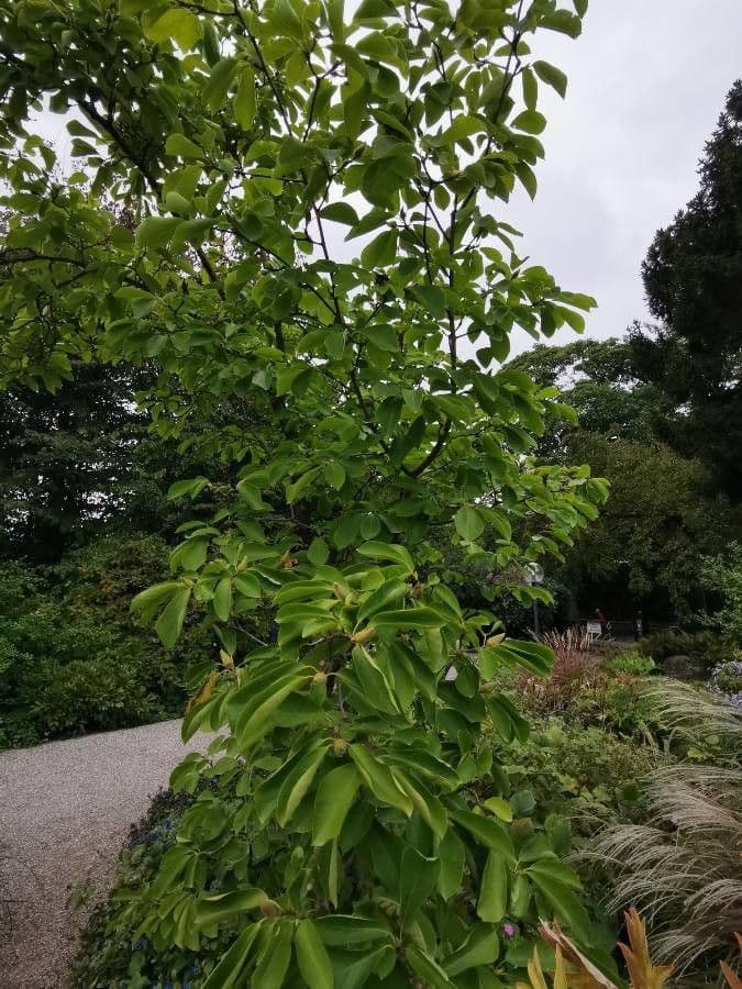 Sprengers Magnolia mit rosa Blüten und charakteristischer Form