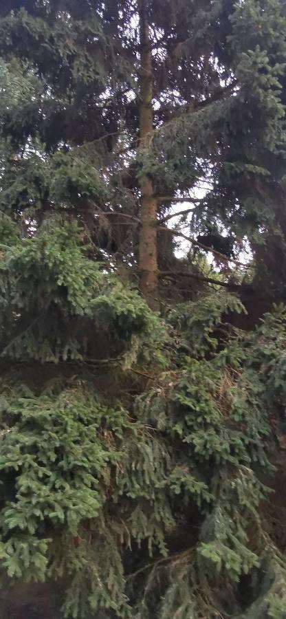 Siberian spruce in snowy forest with drooping branch tips