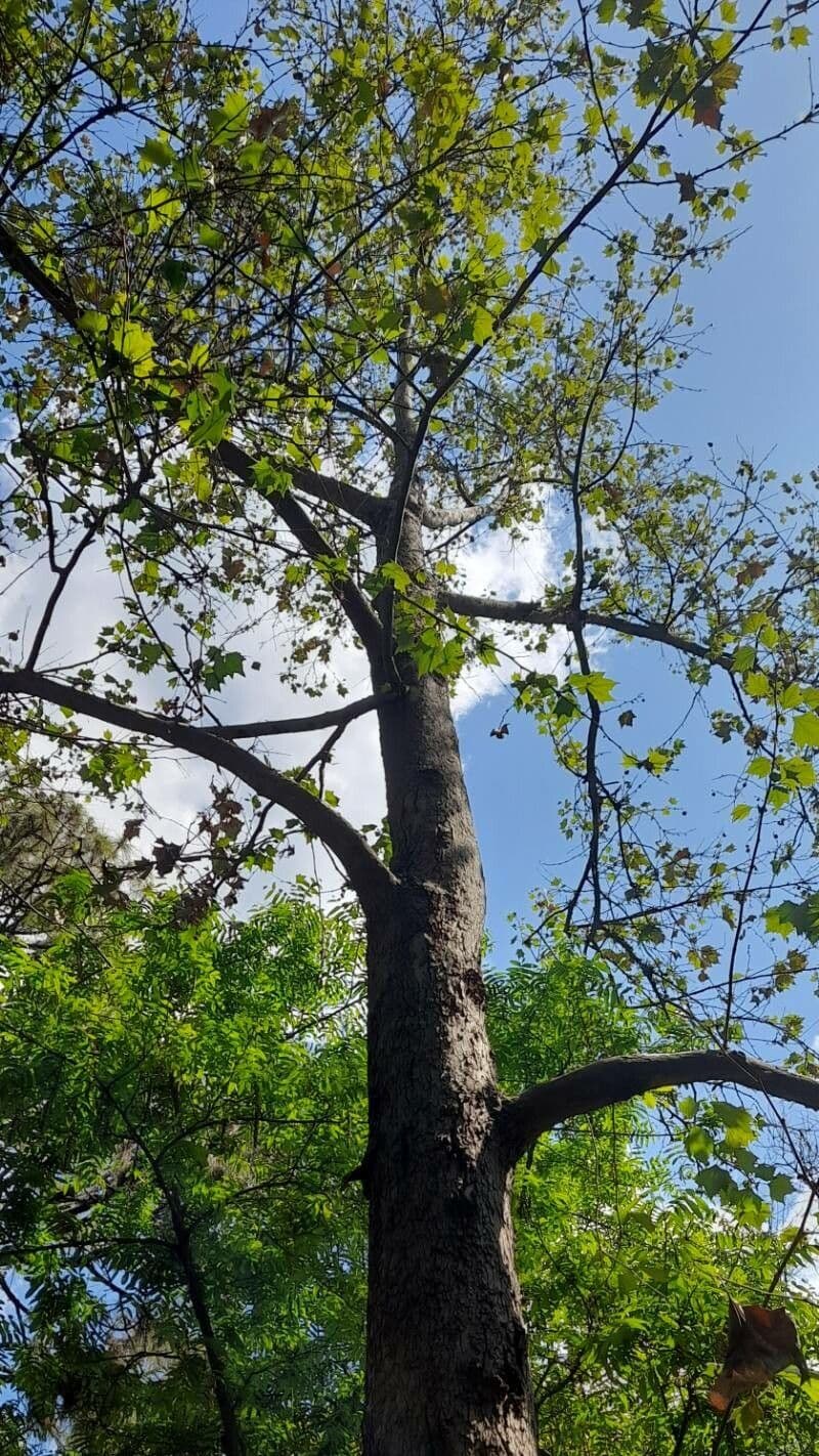 Platanus mexicana met karakteristieke boomschors en bladerdak