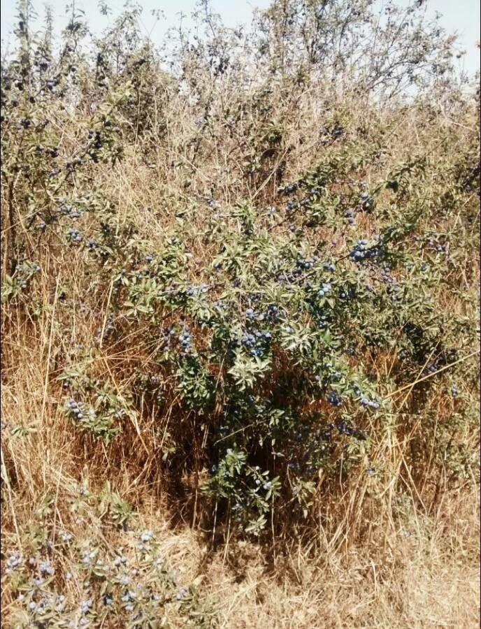 Moosbeere mit blaugrünen Blättern und dunklen Beeren in einer feuchten, schattigen Umgebung