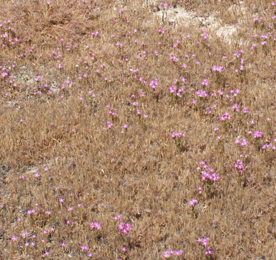 Centaurium tenuiflorum zartes Tausendschoen mit zarten rosa Blueten