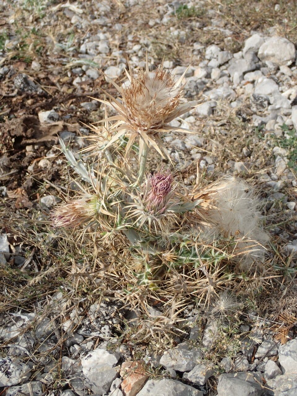 Ptilostemon afer bloem met paarse kleuren in natuurlijke habitat