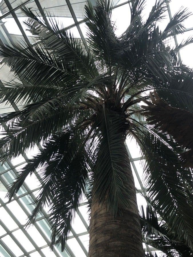 Jubaea chilensis in voller Blute mit charakteristischen Palmwedeln