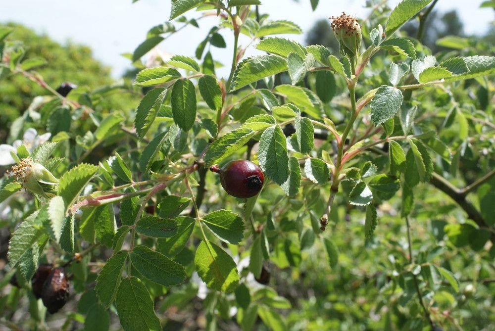 Heggenroos (Rosa corymbifera) met witte bloemen en glanzende bladeren in een zomertuin