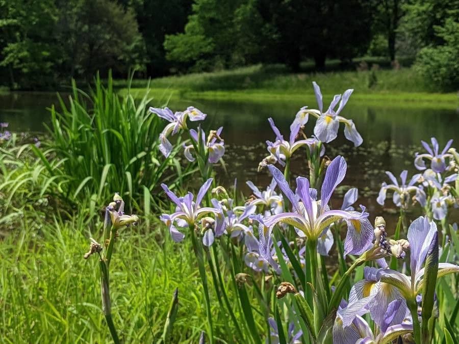 Fleur d'iris drapeau bleu en pleine floraison