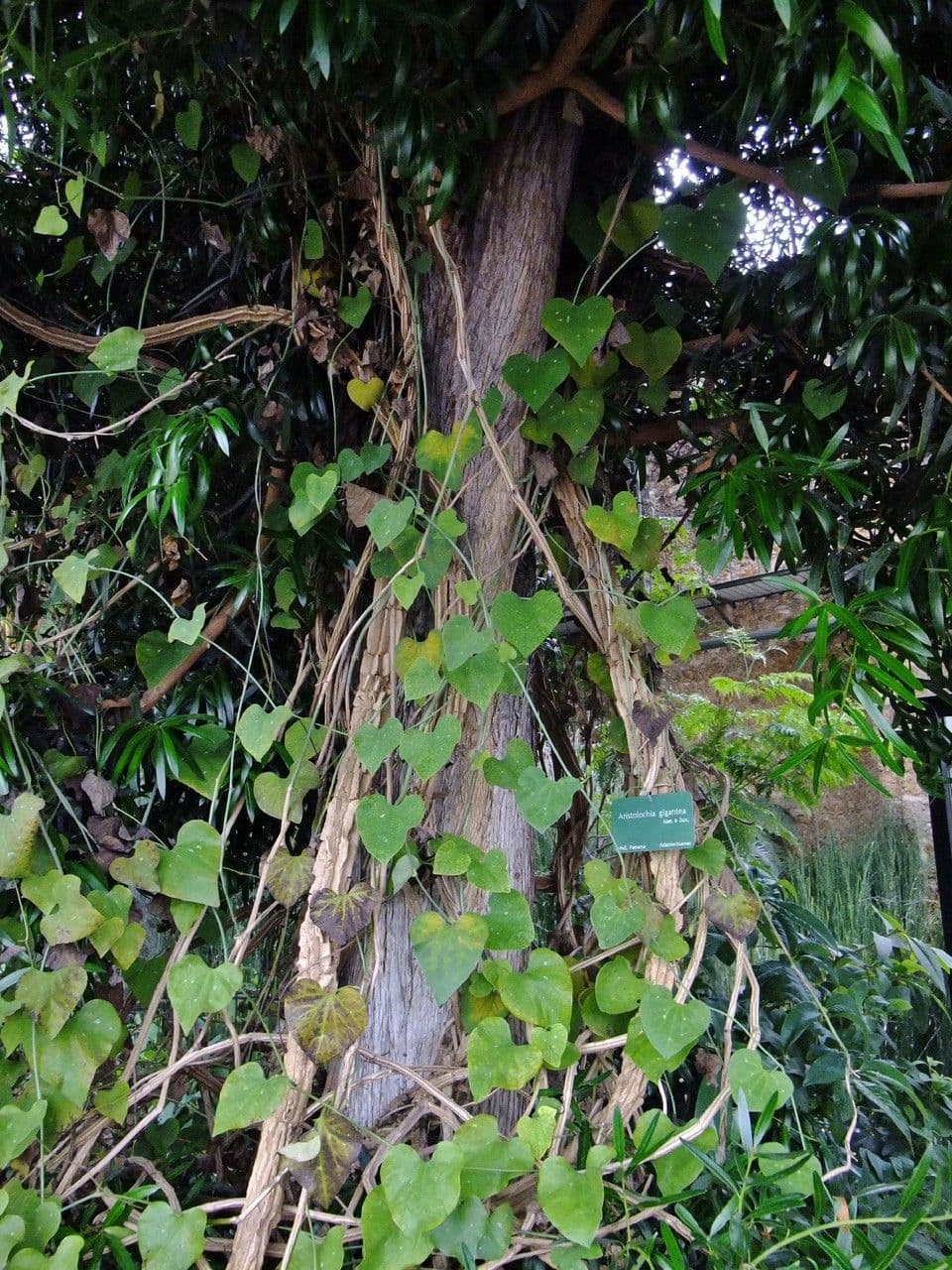Aristolochia gigantea displaying its characteristic gigantic pipe-shaped flower