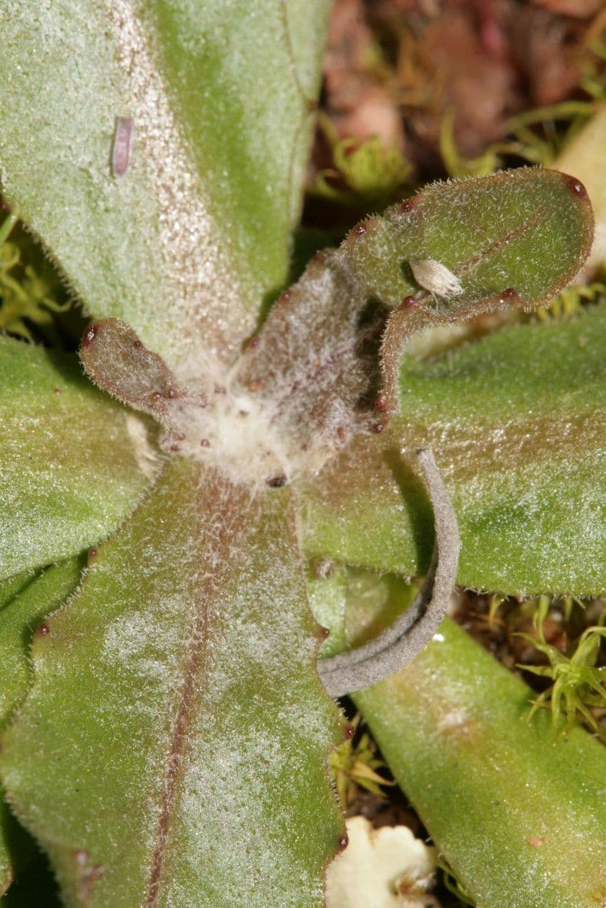 Tolpis umbellata mit gelben Blüten