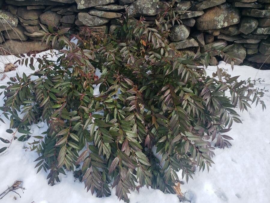 Boogvormige takken met glanzend groen blad van de bergkettingstruik (Leucothoe fontanesiana)