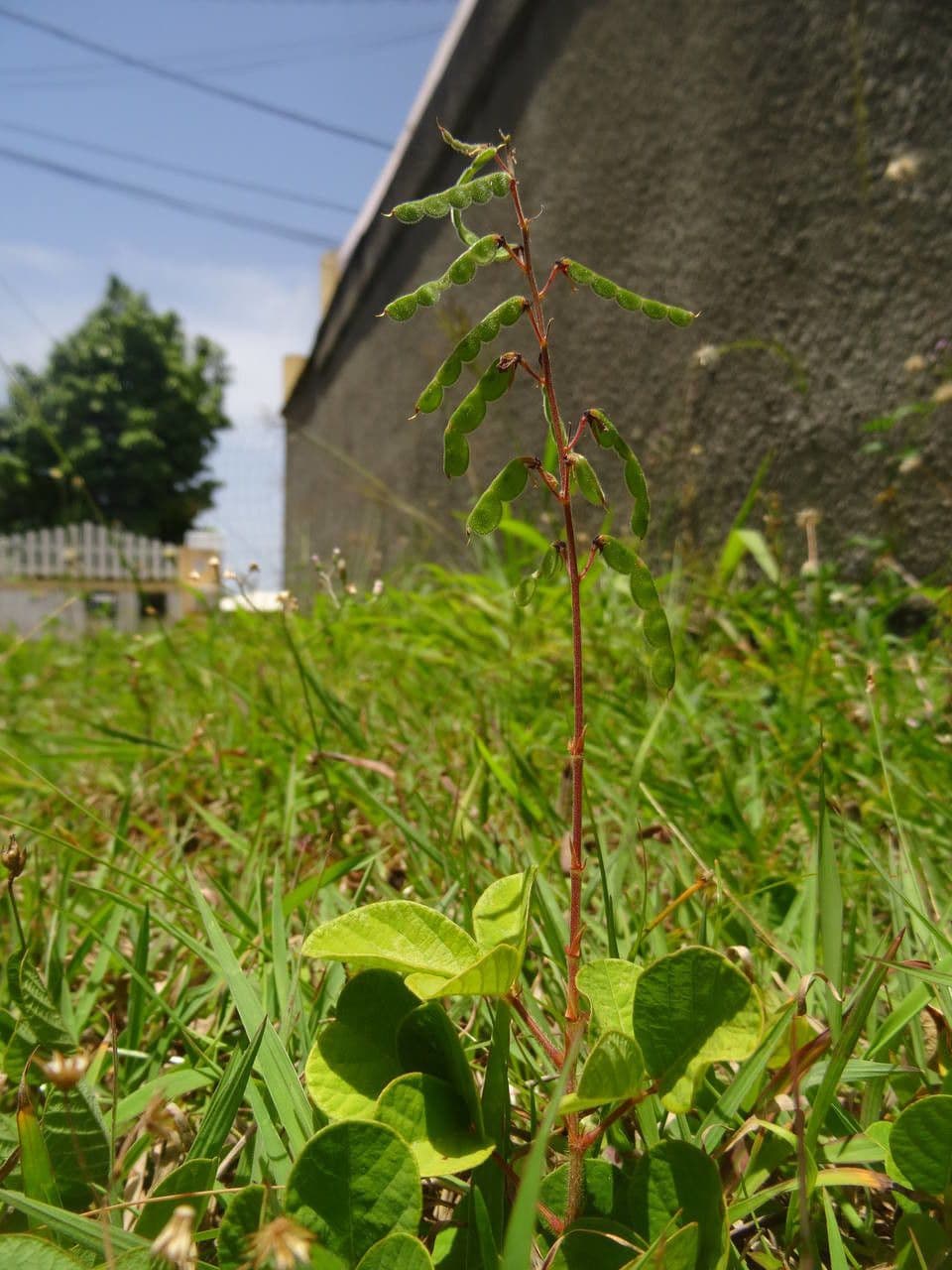 Desmodium incanum mit kleinen rosa-violetten Blueten und dreizaehligen Blaettern