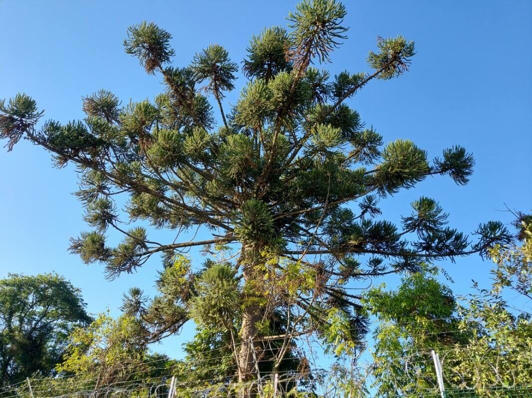 Arbre de pin du Paraná avec ramification caracteristique en etages