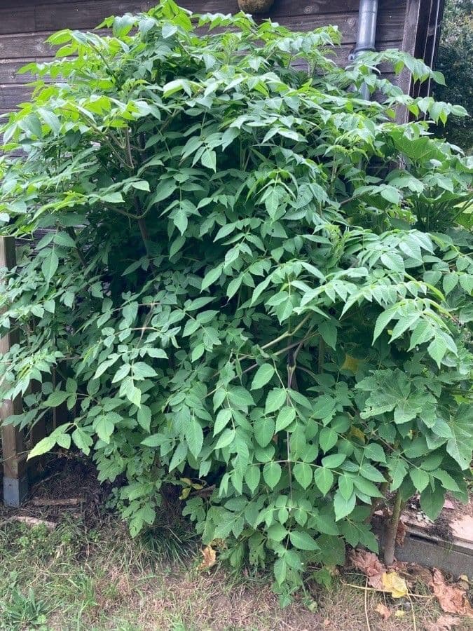 Dahlia imperialis with large pink flowers on tall stems