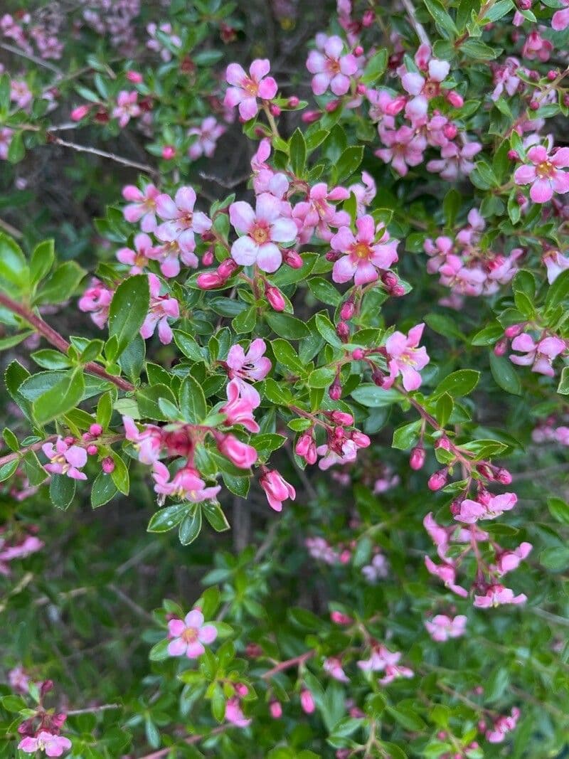 Escallonia rubra with red flowers and glossy foliage