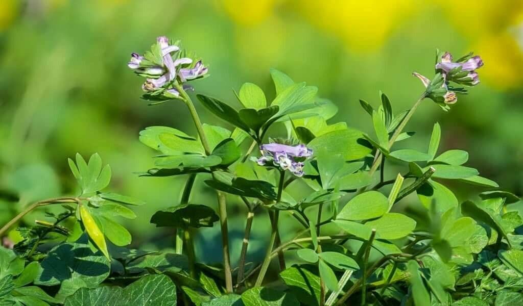 Zarte violette Bluten von Corydalis pumila im Fruhling