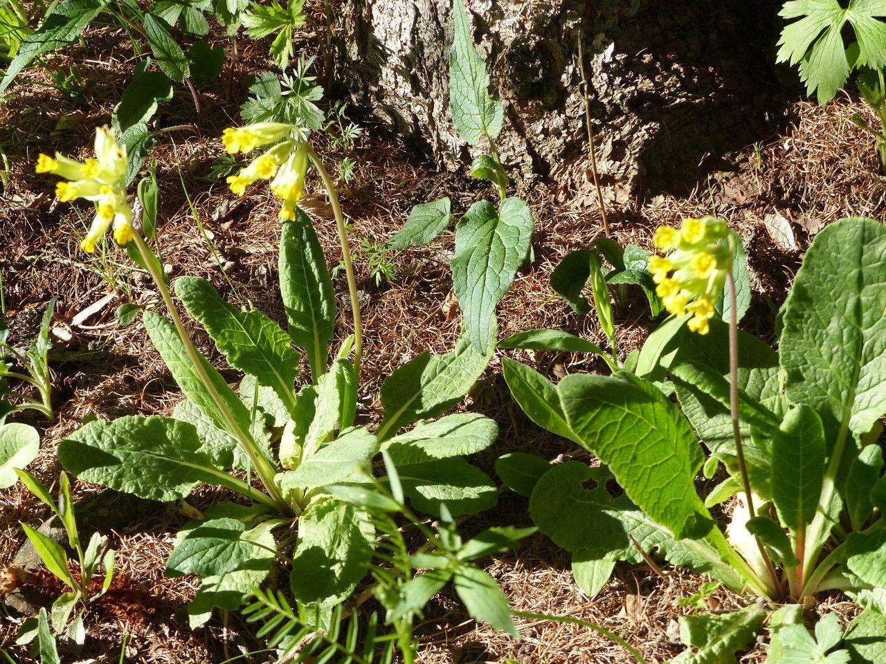 Echte Schlüsselblume blühend in einer licht beschatteten Rabatte mit frühjahrsgrün
