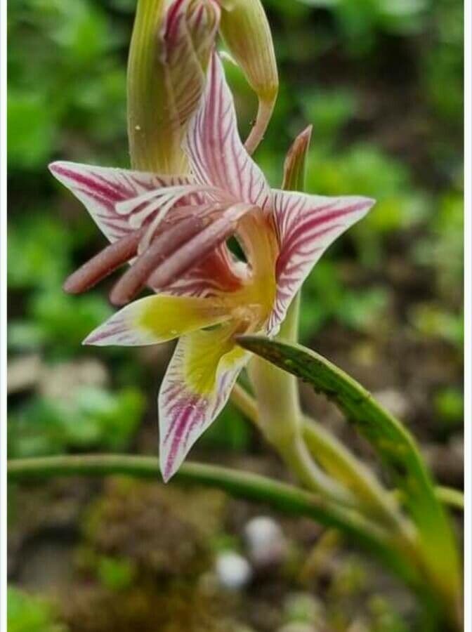 Gladiolus watermeyeri flowers in warm tones on sandy soil