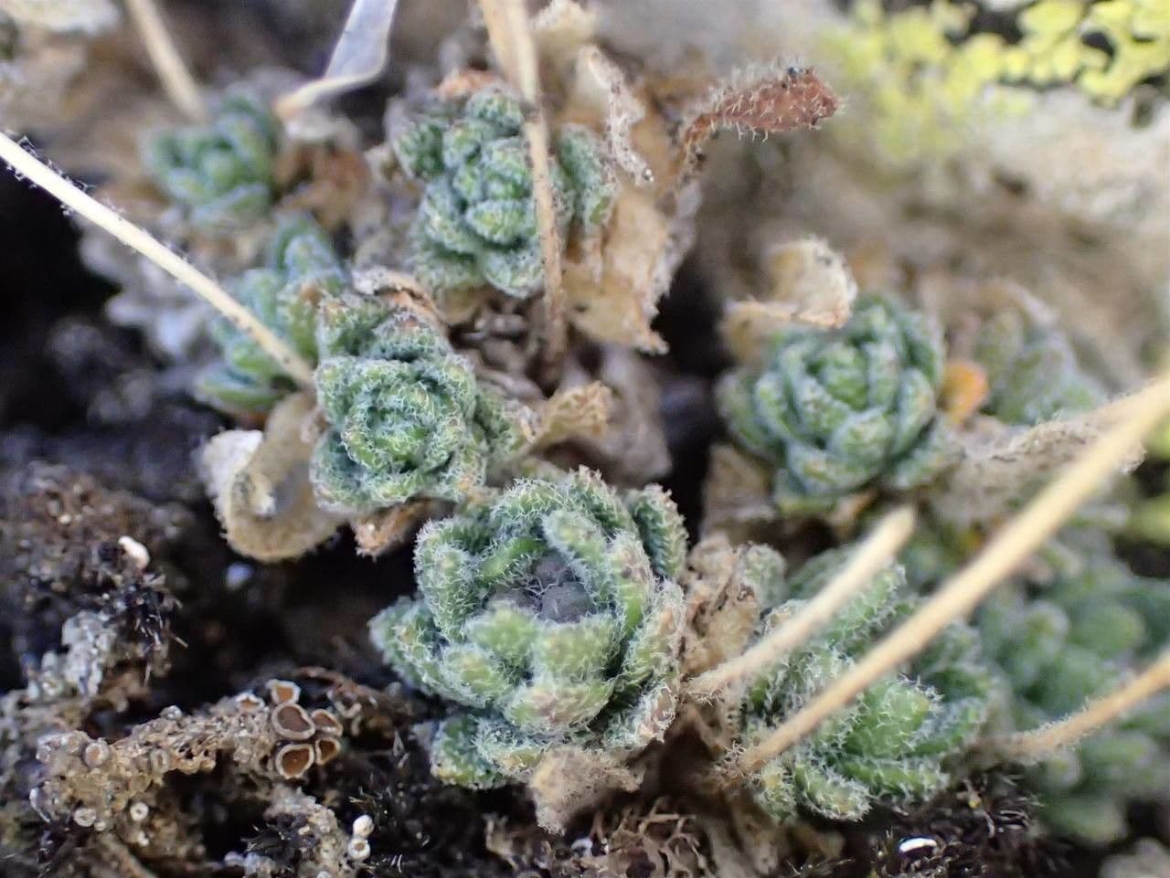 Draba tomentosa cushion with white flowers growing on limestone rocks in the Alps