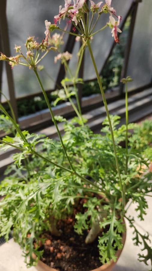 Pelargonium carnosum displaying pink flowers on fleshy stems