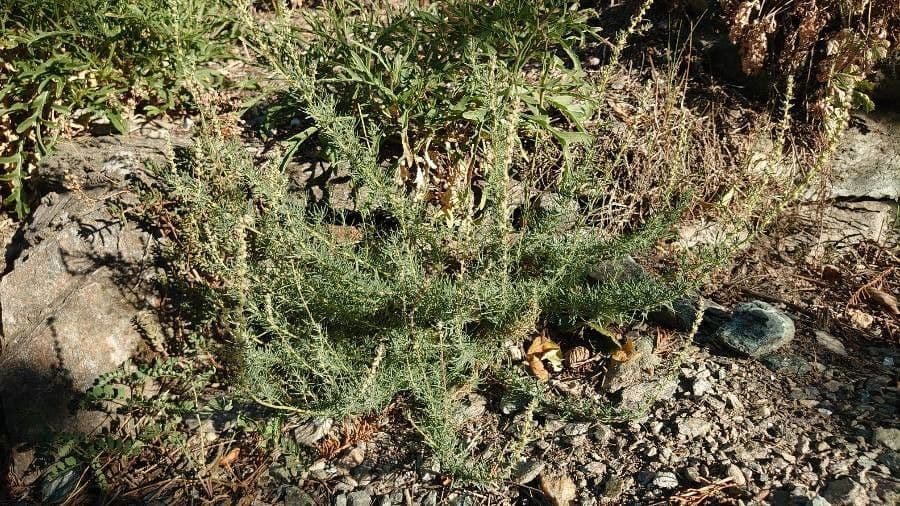Prostrate Summercypress with fine foliage in a low spreading form