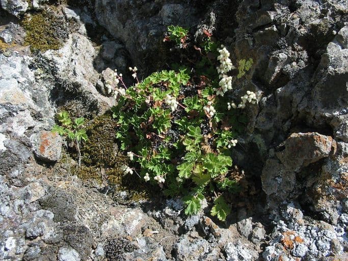 Heuchera de Merriam avec feuilles magnifiques