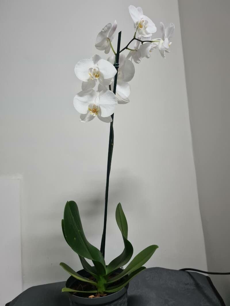 Moon orchid with beautiful white flowers and elegant structure