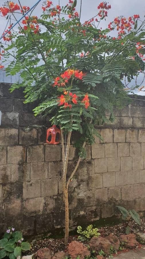 Caesalpinia pulcherrima fleurs rouges et jaunes avec etamines rouges