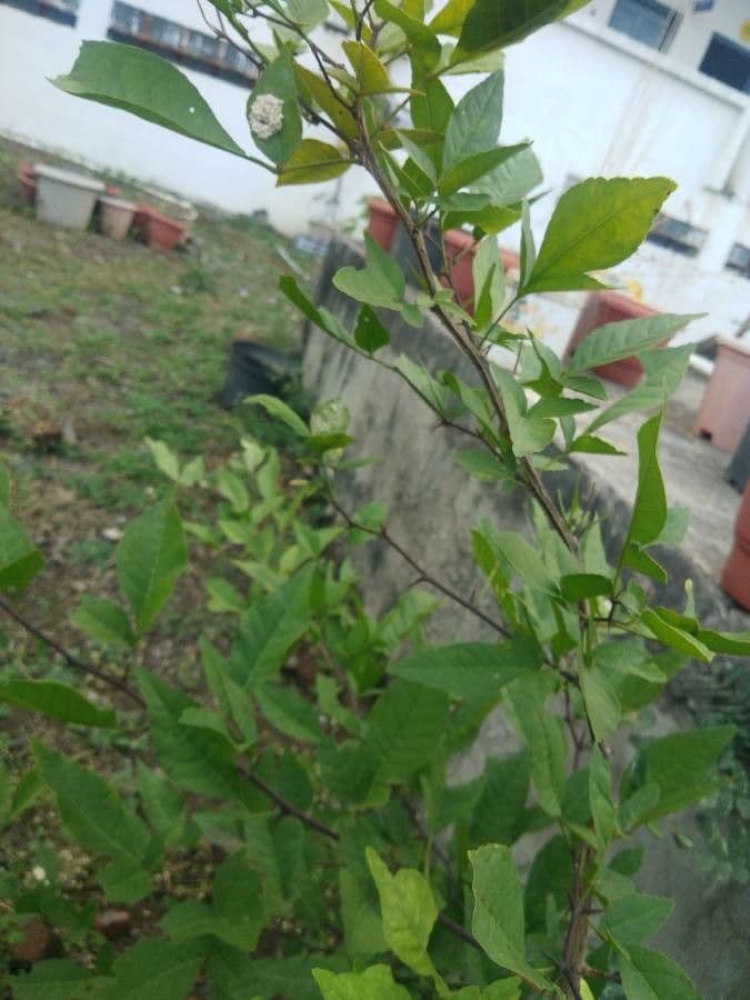 Aegle marmelos Bael-Baum mit charakteristischen runden Fruchten