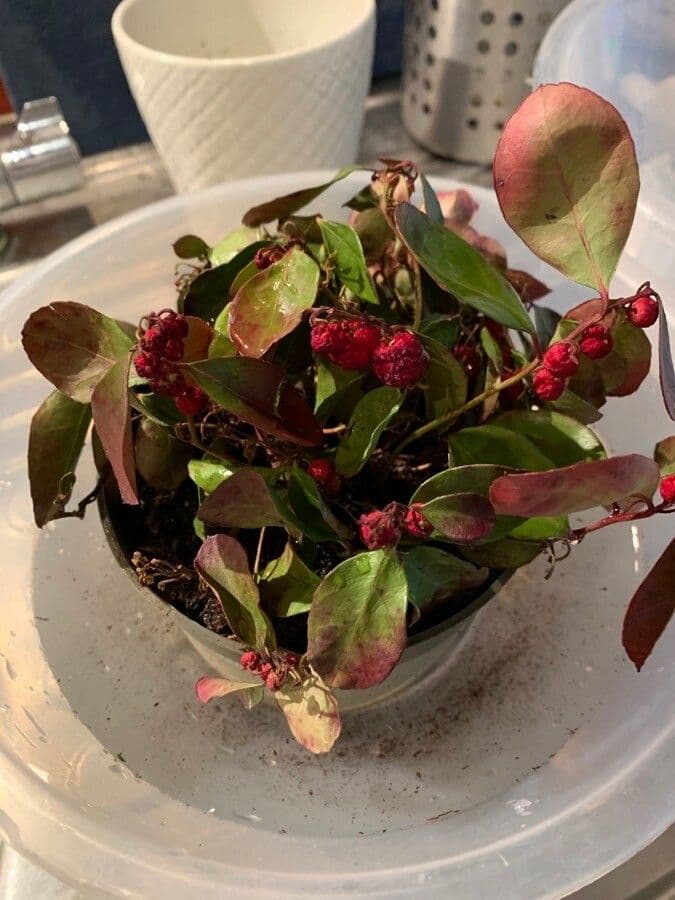 Weie Bluten und leuchtend rote Beeren von Gaultheria procumbens