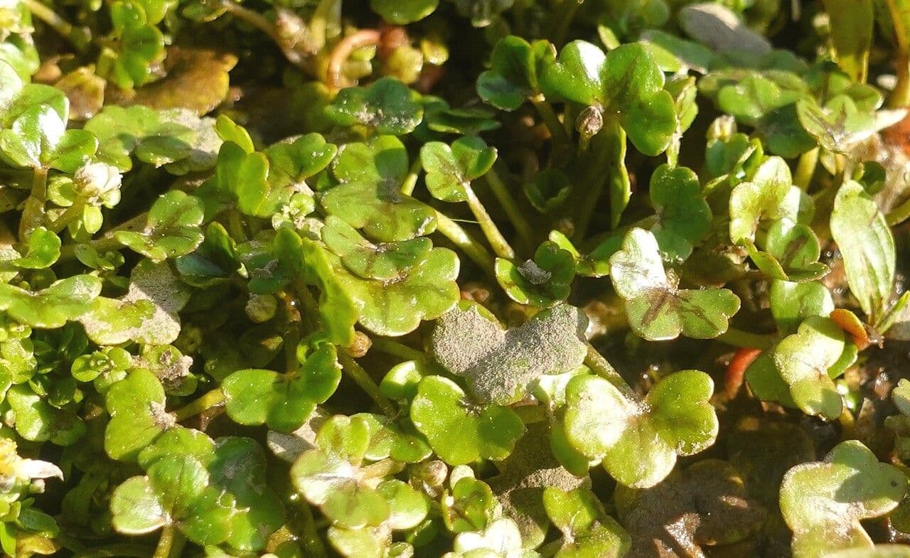 Ivy-leaf crowfoot with tiny white flowers and ivy-like leaves