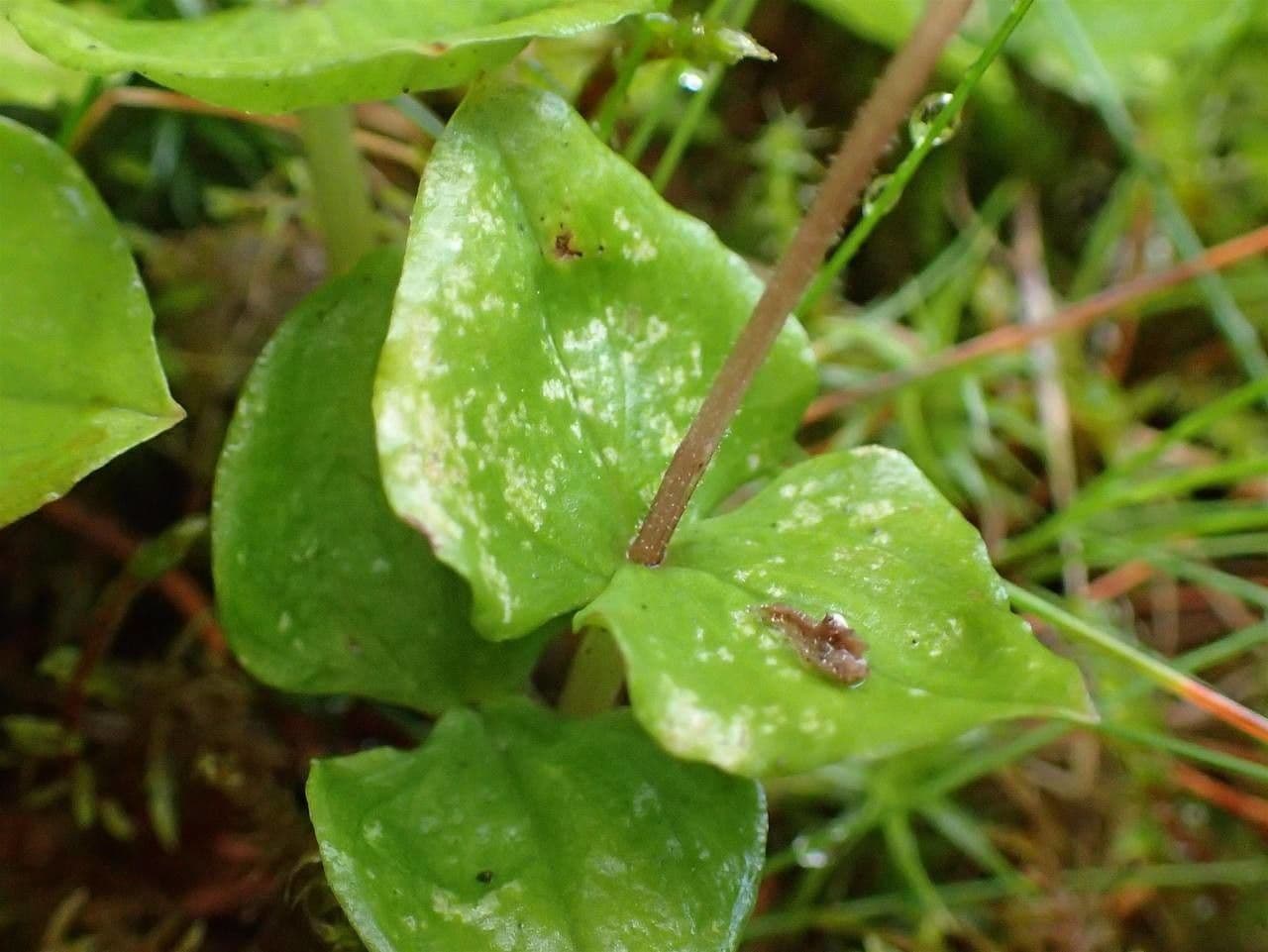 Lesser Twayblade (Neottia cordata) with characteristic heart-shaped leaf pairs in woodland setting