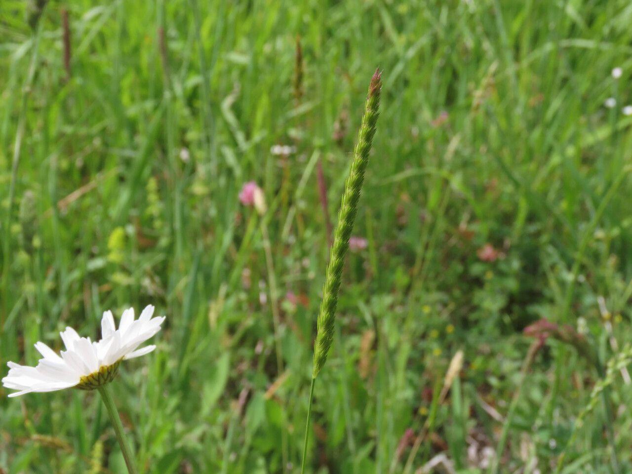 Weidekammgras in voller Blüte auf einer sonnigen Wiese, mit grünen, kämmförmigen Ährchen über schmalen Blättern