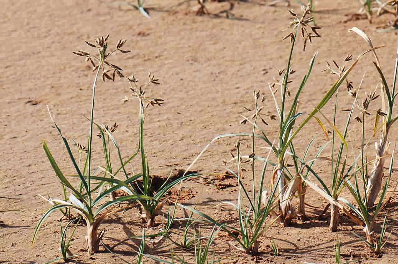 Bolboschoenus glaucus growing at water's edge