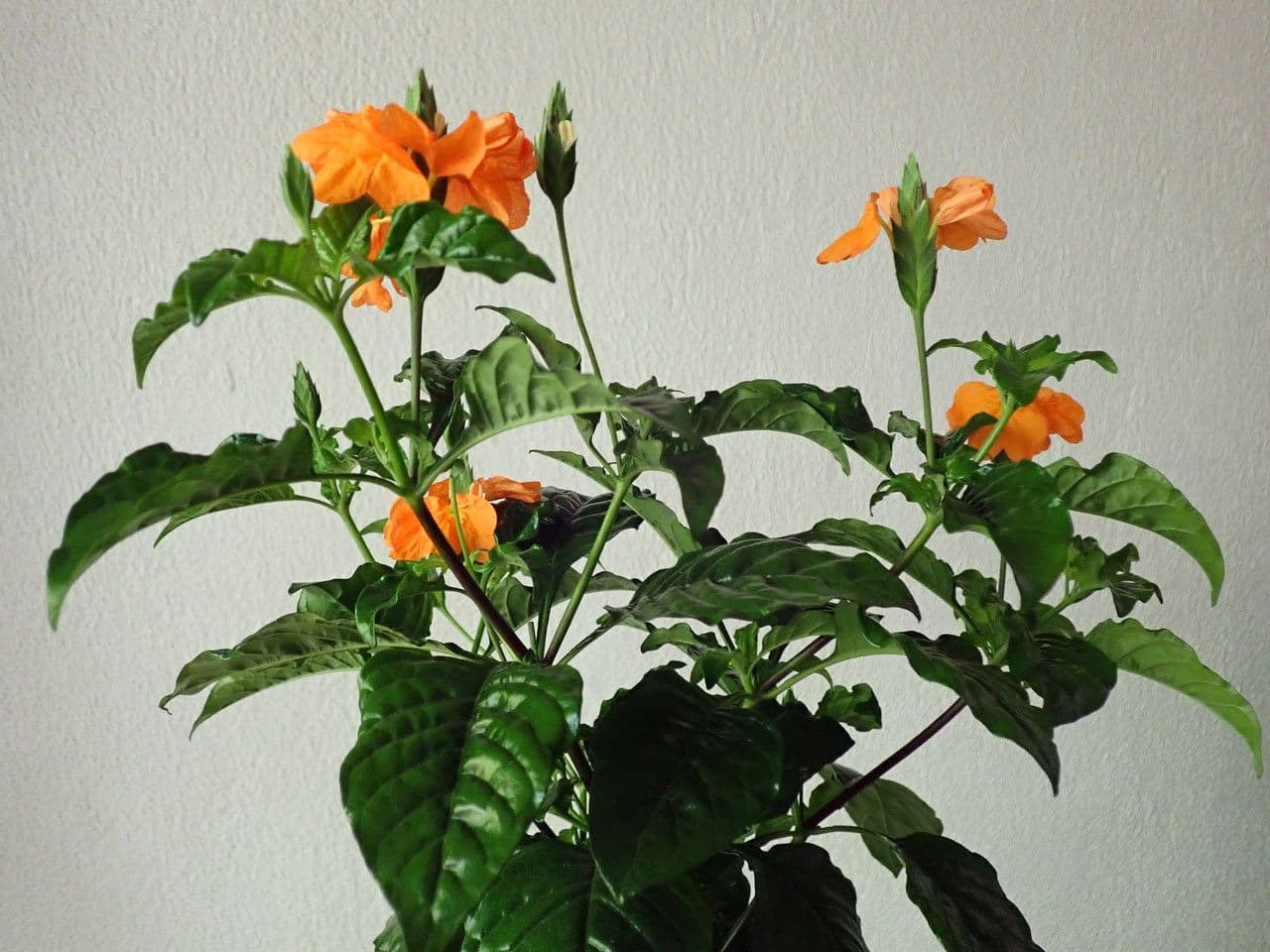 Fleurs orange-rouge eclatantes de Crossandra infundibuliformis en pleine floraison