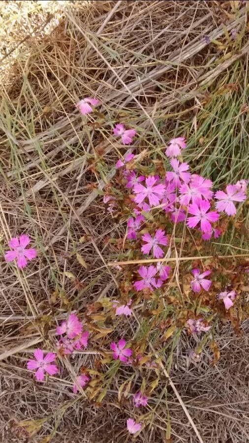 Oeillet des Chartreux en fleur au soleil parmi du gravier et des pierres