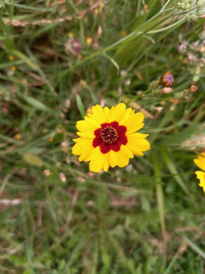 Golden-mane coreopsis with yellow and brown-red flower