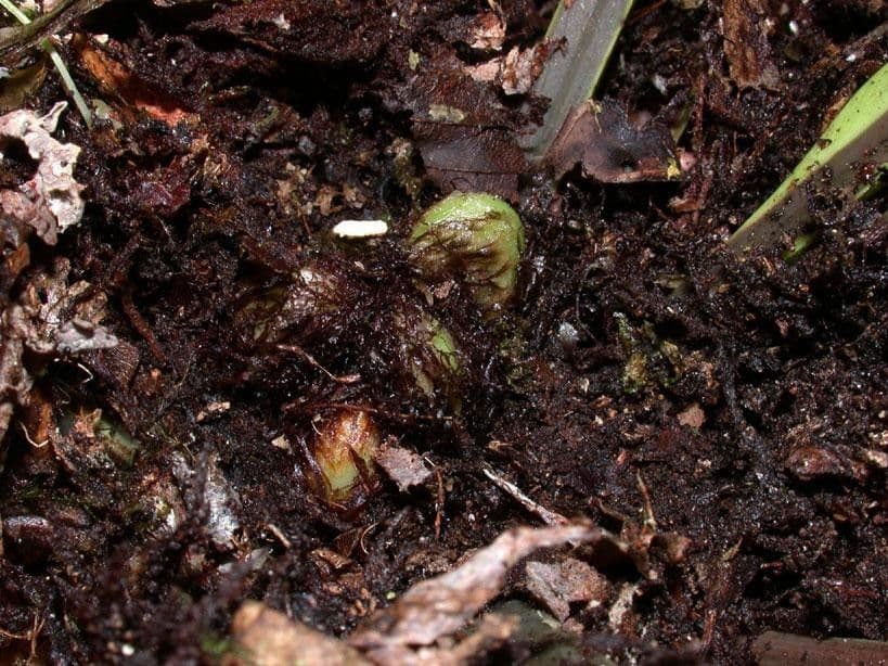 Wild Birdnest Fern mit großen welligen Wedeln
