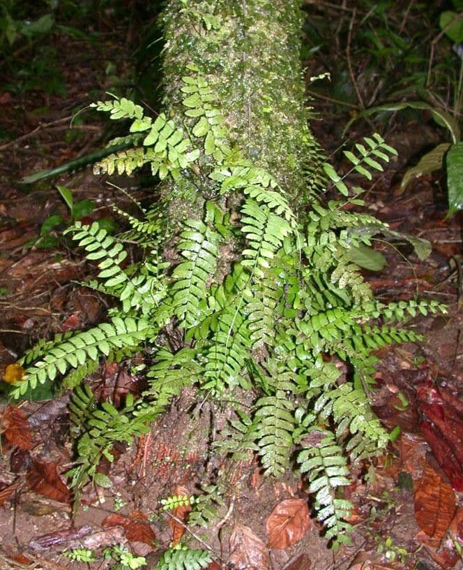 Asplenium cirrhatum fern with delicate fronds