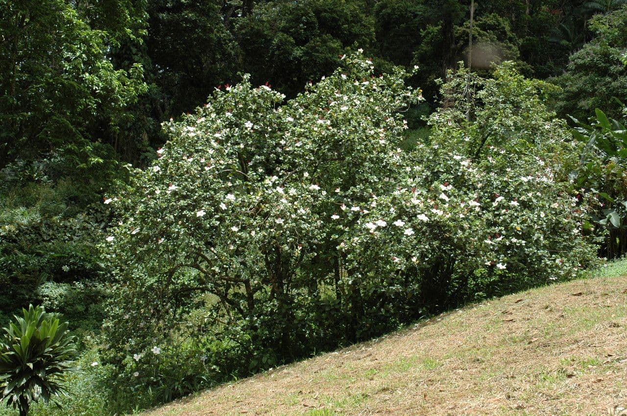 Fleur blanche Hibiscus arnottianus avec etamines