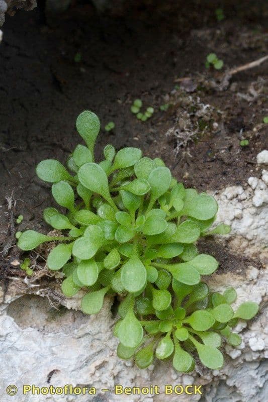 Sedum fragrans en fleur avec ses fleurs blanches delicates